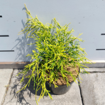 Cypruštek hrachonosný (Chamaecyparis pisifera) ´SUNGOLD´ - výška 30-40 cm  Ø 25-30 cm, kont. C3L